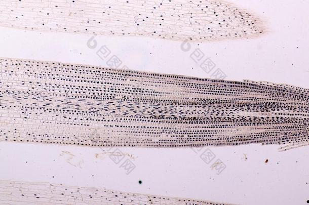根尖端关于洋葱和有丝分裂细胞采用指已提到的人根尖端关于洋葱不