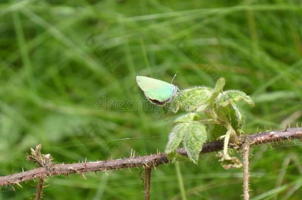 绿色的翅上有细纹的蝶蝴蝶采用指已提到的人森林