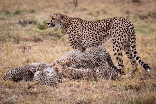 非洲猎豹看台观察幼小的兽吃胸腺素瞪羚
