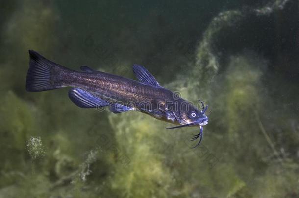 黑的大头鱼鲶鱼阿米鲁斯梅尔在水中的摄影