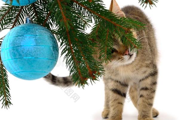 小的小猫和圣诞节装饰