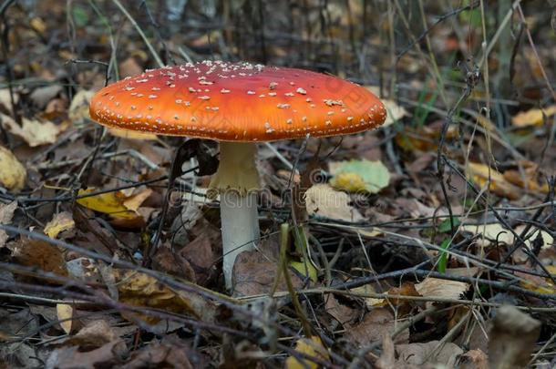 指已提到的人红色的和白色的有毒的毒菌或蘑菇叫Libya利比亚琼脂