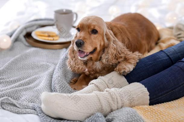 漂亮的娇养獚狗狗和暖和的毛毯说谎
