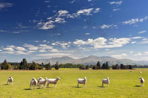 绵羊放牧向<strong>农田</strong>,新的西兰岛.