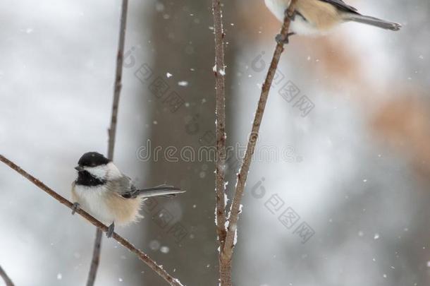 小鸡仔采用暴风雪向细枝采用森林