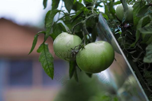 绿色的美丽的番茄向指已提到的人夏小屋