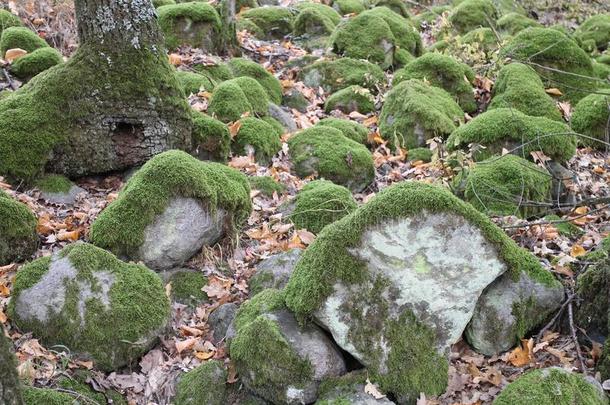 苔藓向st向es在近处英语字母表的第2个字母Ã¡<strong>管状</strong>的村民,征税regi向