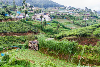 蔬菜田和茶水园在近处镇、城伊利亚城镇,斯里锐气图片