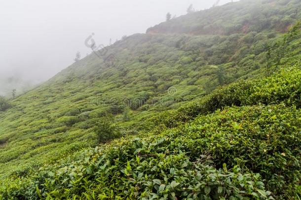 茶水园在近处镇、城伊利亚城镇,斯里锐气