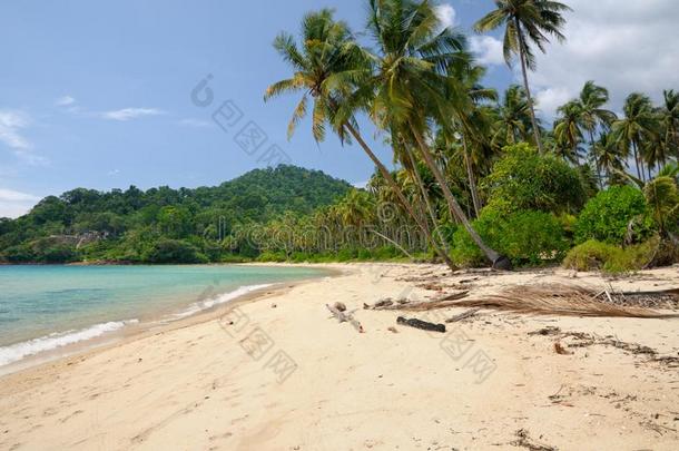 热带的风景和无人居住的琥珀沙海滩,椰子手掌