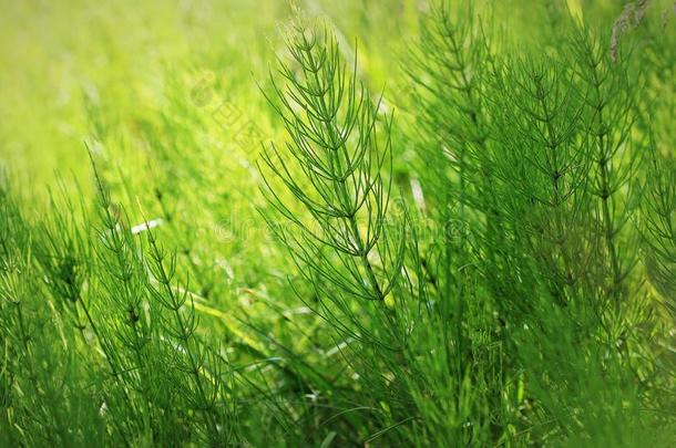 野生的植物-绿色的背景关于马尾或托尔卡奇克或等