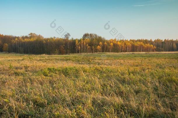大的草地,秋的黄色的森林和蓝色天