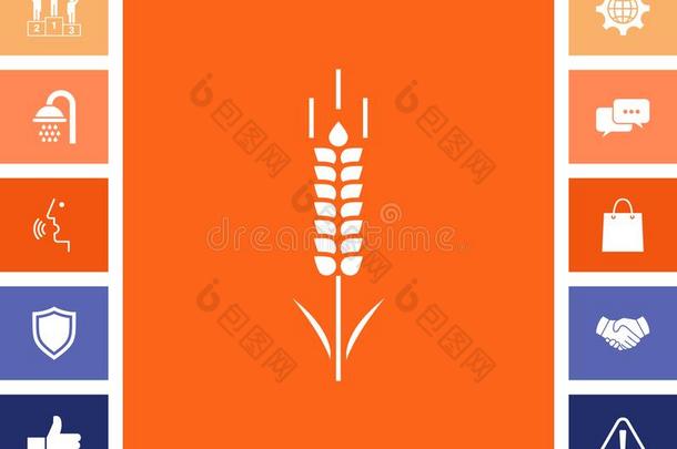 小麦或吉卜赛绅士小穗象征