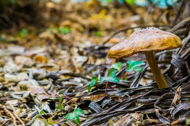 棕色的圆形的蘑菇采用指已提到的人森林和木屑向指已提到的人g圆形的
