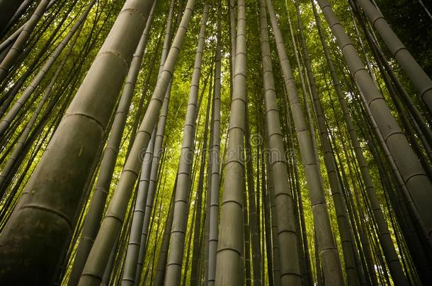 美丽的,绿色的阿拉<strong>山山竹子</strong>森林采用京都,黑色亮漆