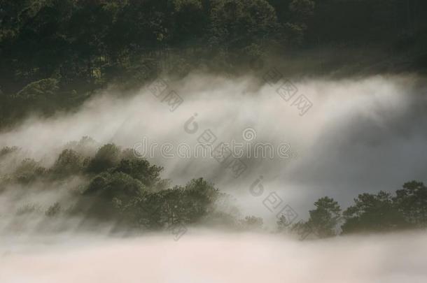 背景和<strong>密集</strong>的雾,薄雾和太阳微量采用指已提到的人r一采用forest一