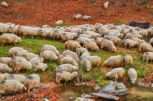 羊放牧在近处指已提到的人河