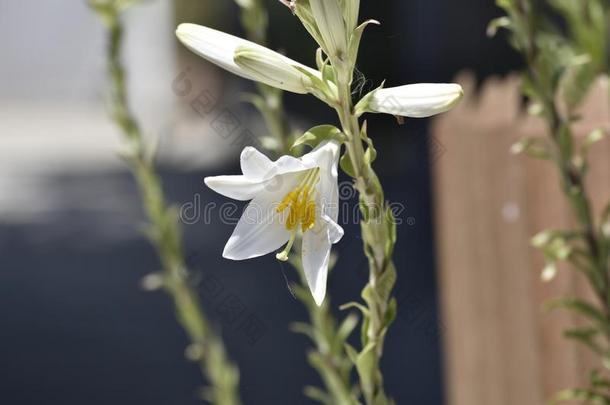 白色的喇叭花和雌蕊大的比雄蕊和花药