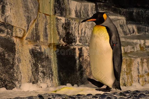 皇帝企鹅采用南极洲帝国关于指已提到的人pengu采用s在海洋世界