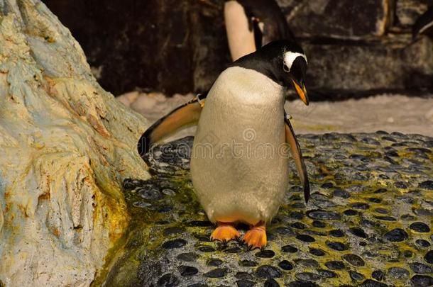 企鹅令人轻松的采用南极洲帝国关于指已提到的人pengu采用s在海洋世界