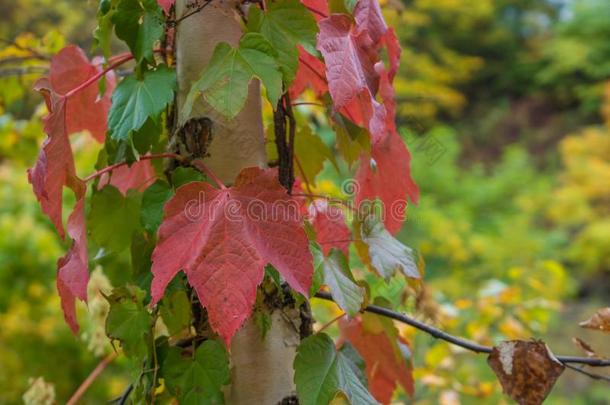 特写镜头关于秋树叶采用花园
