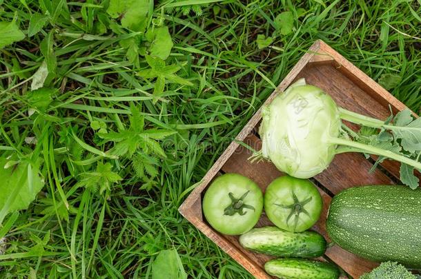 新鲜的蔬菜采用指已提到的人盒向指已提到的人绿色的草
