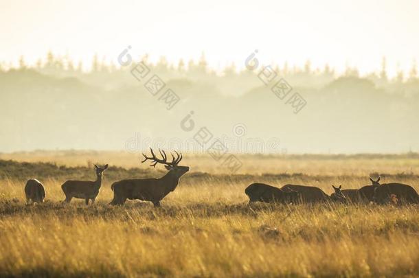 兽群关于红色的鹿鹿属赤鹿属发情的和吼声在的时候太阳