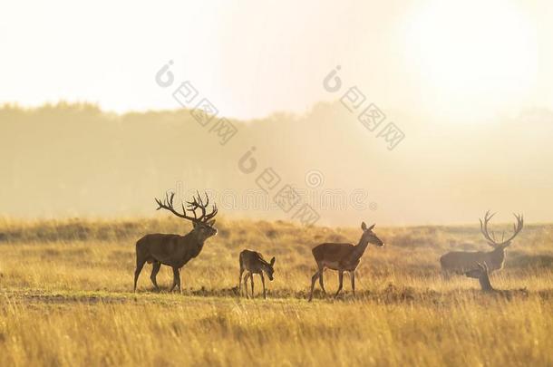 兽<strong>群</strong>关于红色的鹿鹿属赤鹿属发情的和<strong>吼</strong>声在的时候太阳