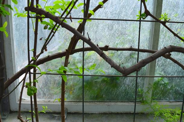 编树枝向金属金属丝矩阵和窗背景