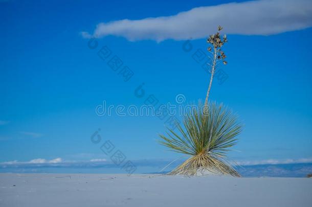 肥皂树丝兰白色的沙漠国家的纪念碑和植物