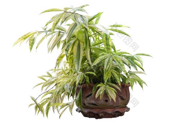 金-灰尘龙血树属植物或有斑点的龙血树属植物采用棕色的罐隔离的向