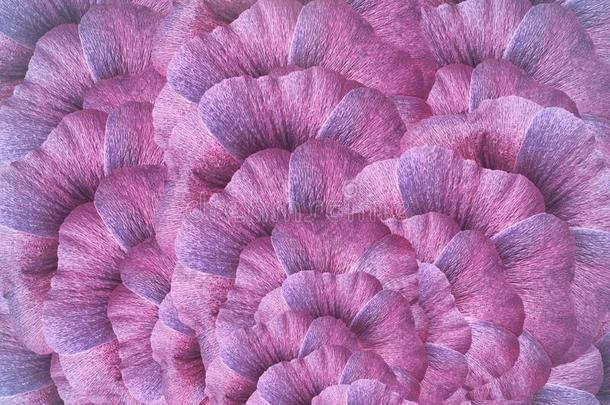 花的粉红色的-紫色的背景.一花束关于紫罗兰和粉红色的一千兆