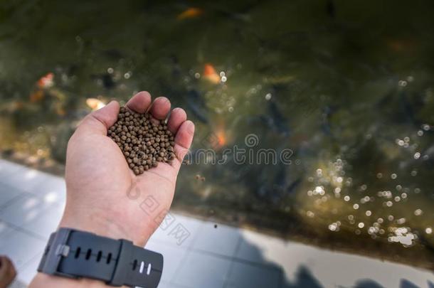 鱼农场主向播鱼食物采用指已提到的人池塘