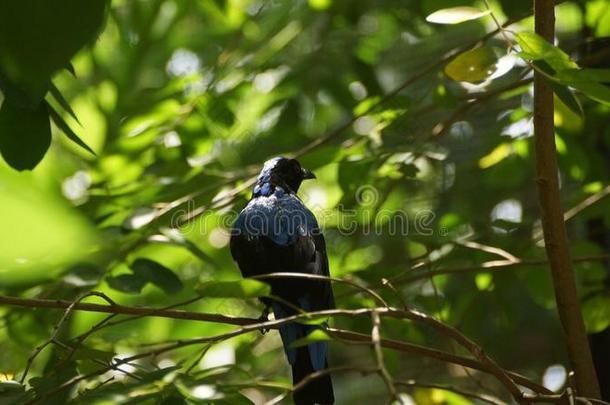 仙女北美洲产的蓝知更鸟是小的雀形目的鸟物种创办采用森林