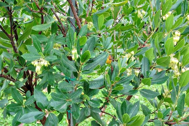 野草莓树花常绿植物灌木花园植物