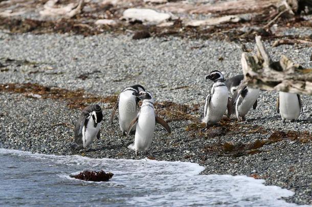 麦哲伦的企鹅向打横褶者岛.番椒
