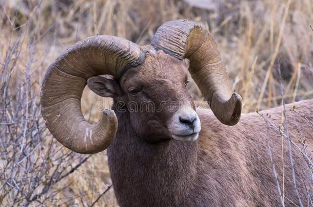 美国科罗拉多州多岩石的山大角羊羊-成熟的发情的大角羊英语字母表的第18个字母