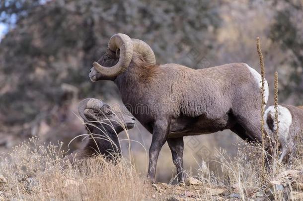 美国科罗拉多州多岩石的山大角羊羊-大角羊公羊在的时候指已提到的人