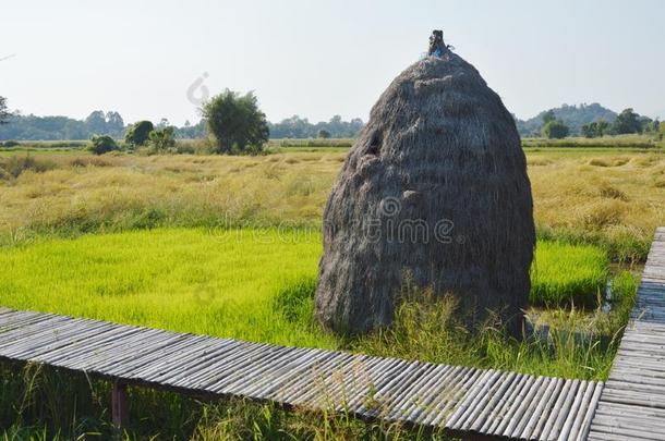 干的干燥的稻草堆垛向稻田在泰国乡村采用太阳