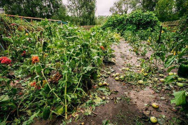 重要关于冰雹采用<strong>蔬</strong>菜花园.破碎的植物和应用