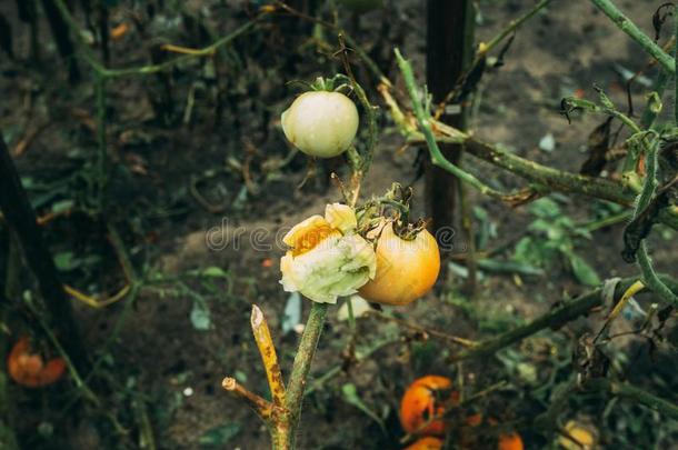 重要关于冰雹采用蔬菜花园.破碎的蔬菜s托马