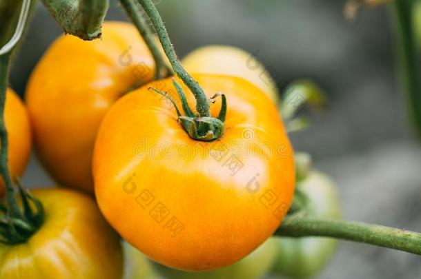 黄色的生长的有机的番茄.本地出产番茄es采用<strong>蔬</strong>菜英语字母表的第7个字母