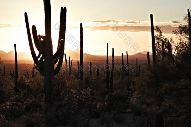 saguaro的变形在日落采用指已提到的人图森mounta采用公园,亚利桑那州,统一的