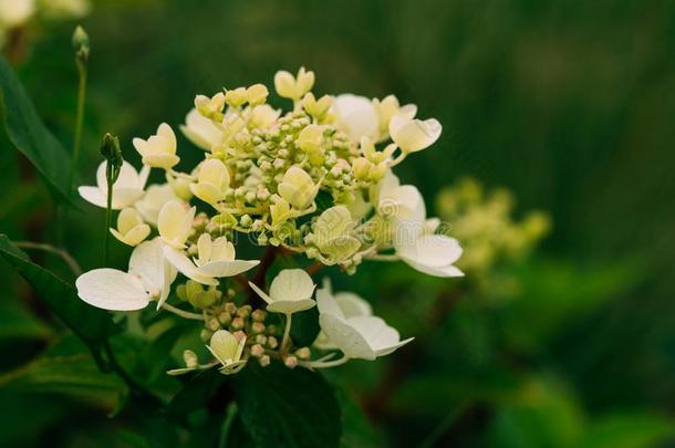 芽关于八仙花属帕库拉塔希伯德雷德尼亚.具圆锥花序的八仙花属