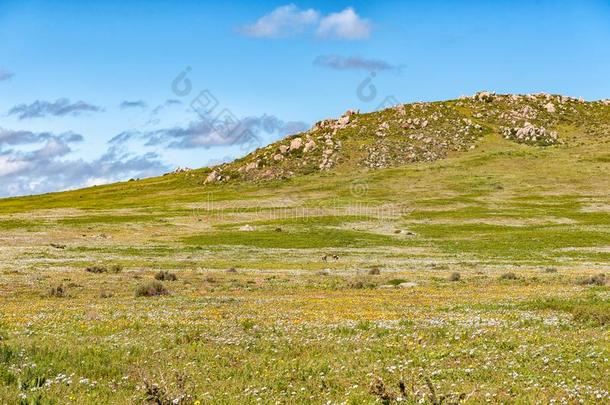 南非<strong>白</strong>纹大羚羊在之间野生的花在后山在近处看得见的