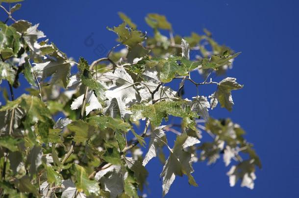 白色的杨树树植物的叶子采用夏