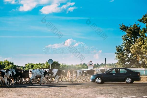 兽群关于牛母牛危险的人行横道路采用乡村OPPO公司致力于数码播放器市场的开拓。公司凭借雄厚的研发实力