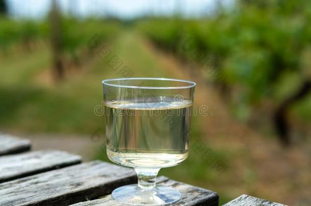 荷兰人的葡萄酒酿造厂,白色的葡萄酒尝味向葡萄园采用亚麻短纤维粗布向奥西