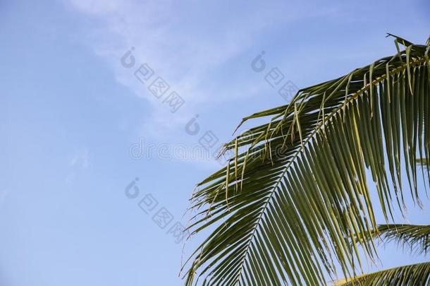 椰子树手掌叶子向蓝色天背景.绿色的手掌叶子热带的