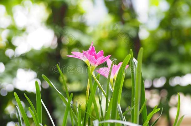 葱莲属<strong>大</strong>花蔷薇粉红色的花